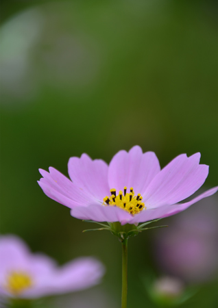 2016-10-05%e3%82%b3%e3%82%b9%e3%83%a2%e3%82%b9%e3%80%80%e6%9d%be%e5%b3%b6dsc_9148